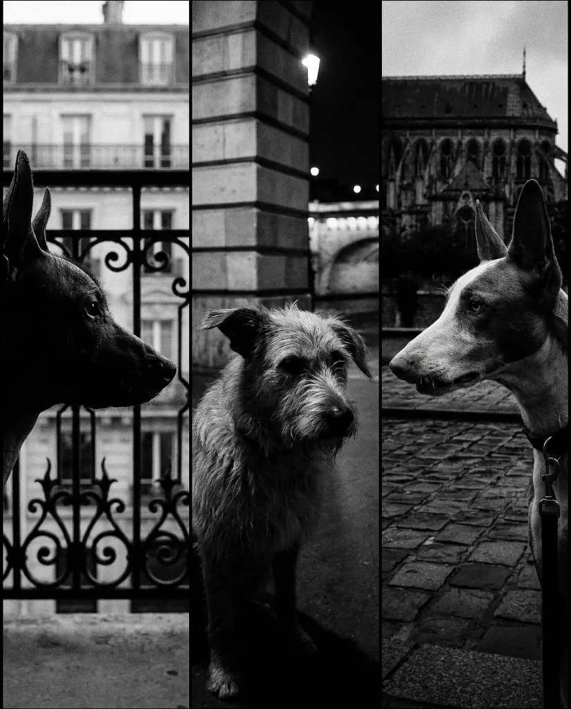 Funky Dogs