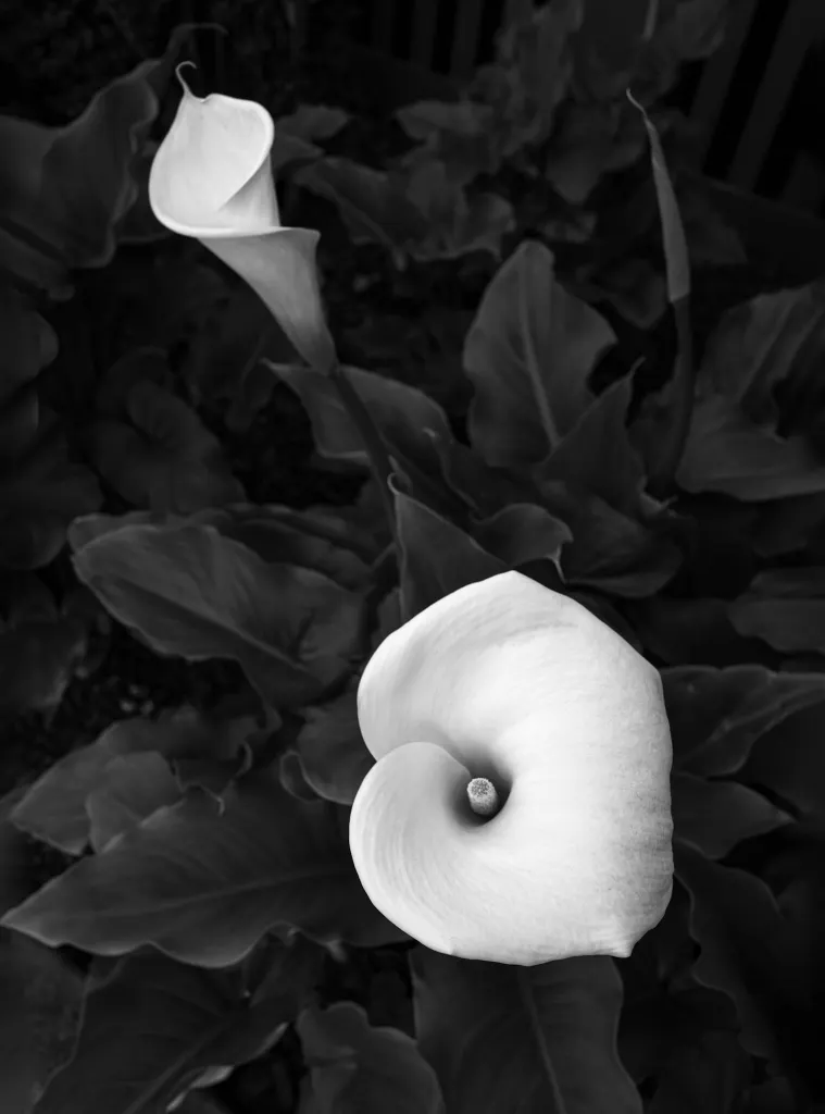 Stilled