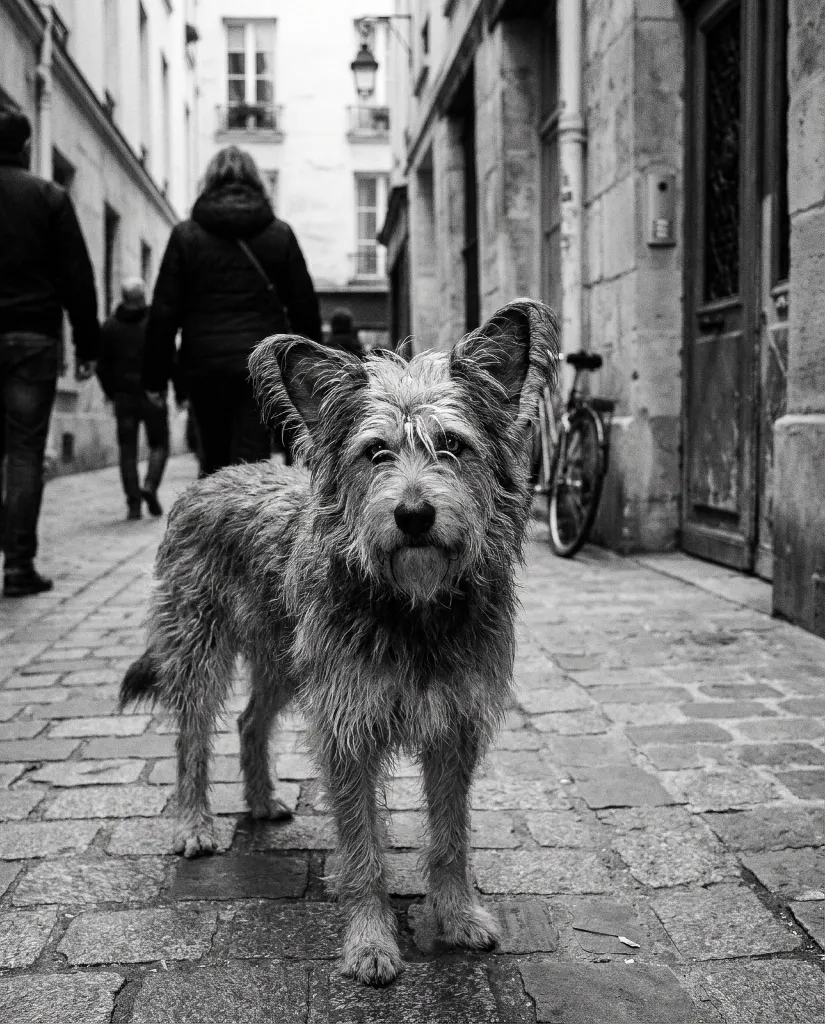 Funky Dogs