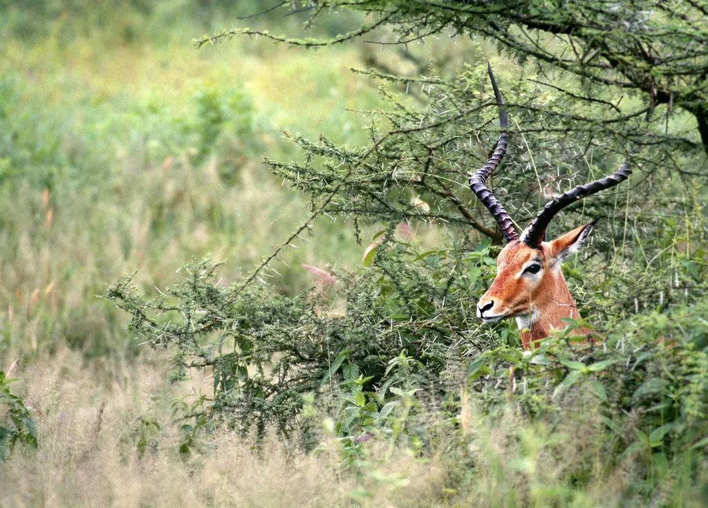 Tanzania 1996