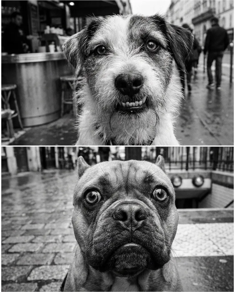 Funky Dogs