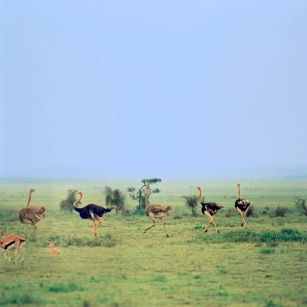 Tanzania 1996
