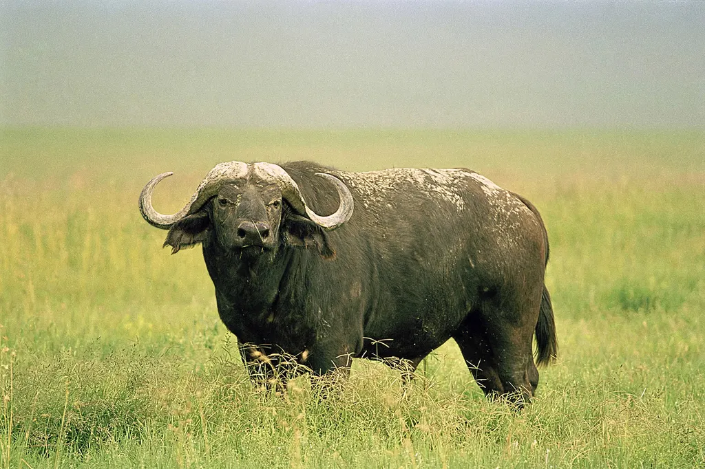Tanzania 1996