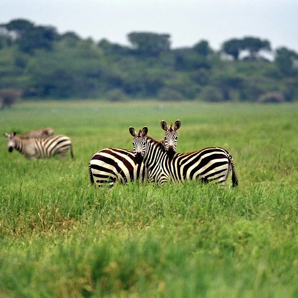 Tanzania 1996