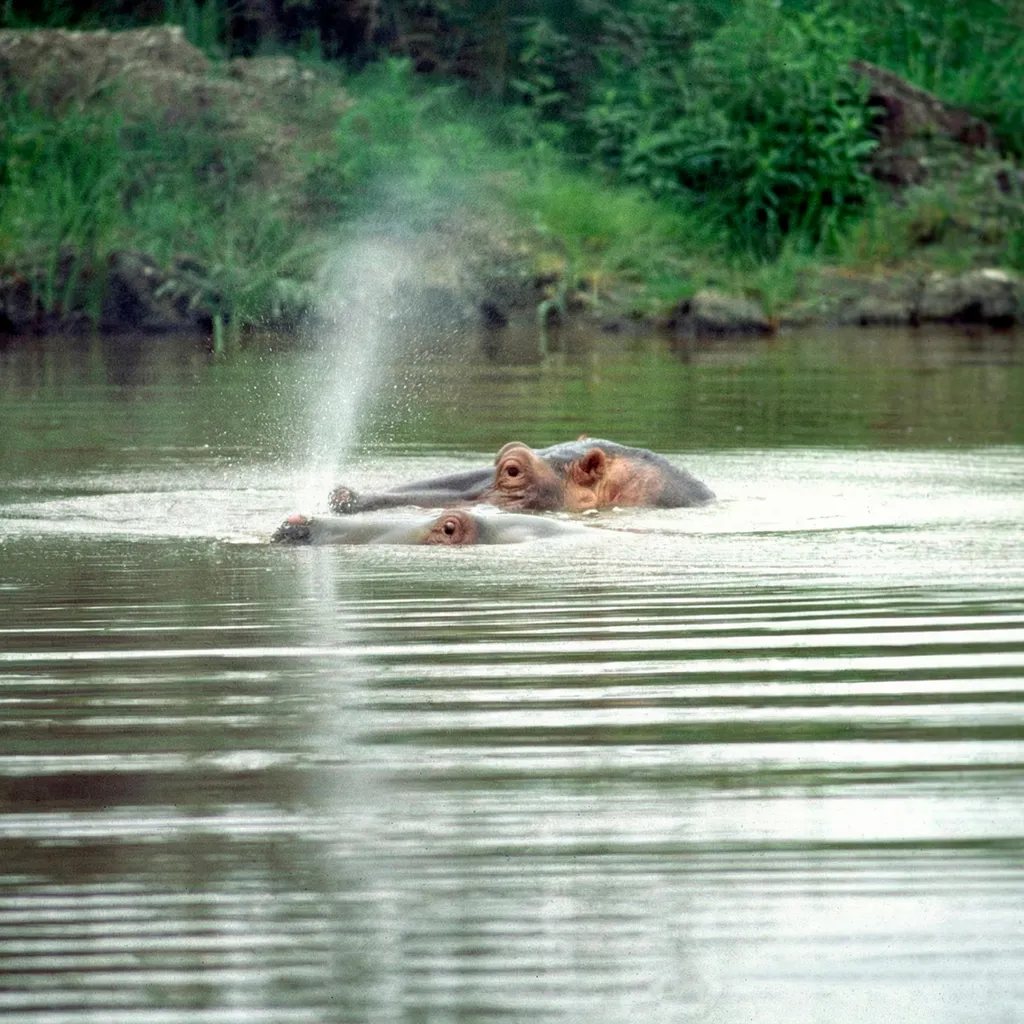 Tanzania 1996