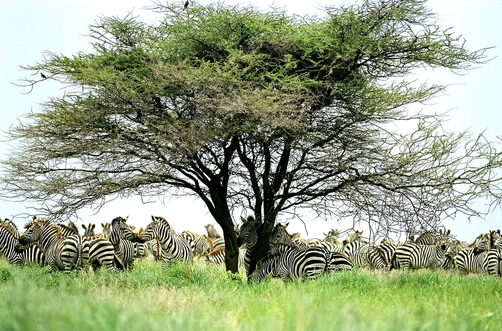 Tanzania 1996